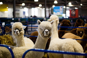 The Alpaca show featured Alpaca farmers, breeders, and owners in competition style presentations of different Alpacas native to the New England region.