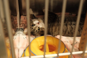 Spanky the cat lays in their cage waiting for adoption. Spanky resides at Central New York Society for Prevention of Cruelty to Animals, which works to fix Syracuse’s cat overpopulation problem.