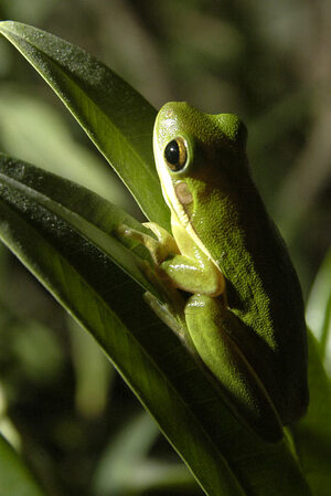 'He doesnt really get out too much because he jumps all over the place,' commented junior broadcast major Megan Koskovich about her roommates tree frog Kel.