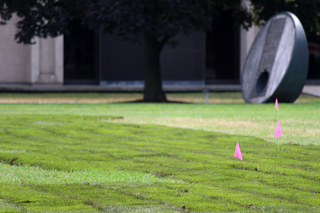 New grass is being grown on the Quad since poor weather conditions and construction this summer caused the lawn to be in bad shape. Photo taken July 28, 2016